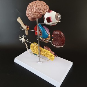 Medicina Humana, Complicaciones <span class=keywords><strong>de</strong></span> la Diabetes, Ojos, Corazón, Riñones, Vasos Sanguíneos, Pie, Cirugía Interna y Externa, Rehabilitación, Patología - Product Image 3