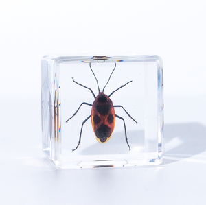 Cubo Ornamentale in Resina con Insetto Incapsulato, Incredibile Resina Trasparente per Esposizione di Insetti, Altri Risorse Didattiche - Product Image 4
