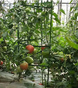 Tiges en fibre de verre utilisées pour soutenir les tomates et les haricots - Product Image 5