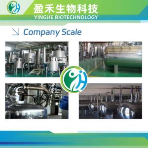 Hot bán 500 gam số lượng lớn Aluminum foil Bag cấp thực phẩm tỷ lệ 20:1 astragalus chiết xuất từ rễ bột đa-spec chống mệt mỏi chiết xuất thảo dược - Product Image 4