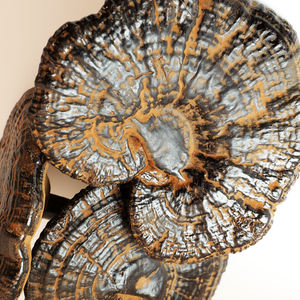 גנודרמה לוסידום ארינאקאוס קוריוס וריולוס בורסול פטריות - Product Image 5