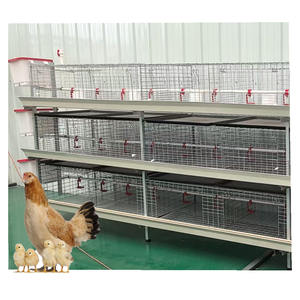 Gabbie per Polli da Carne Tipo H, Gabbia per Galli Moderna, Pollaio Automatico per Polli da Carne - Product Image 1