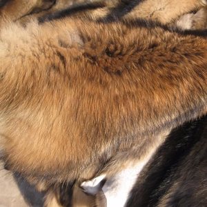 Cuello de piel para mujer, pieles reales, perro mapache, piel de Animal Real, ropa, uso de collares de piel - Product Image 3