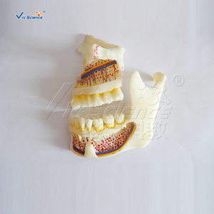 Modello Dentale Completo di Maxilla <span class=keywords><strong>e</strong></span> <span class=keywords><strong>Mandibola</strong></span>, Modello di Osso della <span class=keywords><strong>Mandibola</strong></span> Superiore <span class=keywords><strong>e</strong></span> Inferiore per Formazione Anatomica di Studenti di Stomatologia CE/ISO/ROHS/CNAS - Product Image 3
