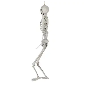 Wholesale Halloween Human Giant Life Size Halloween 5Feet Plastic Decoration Halloween Skeletons For Sale