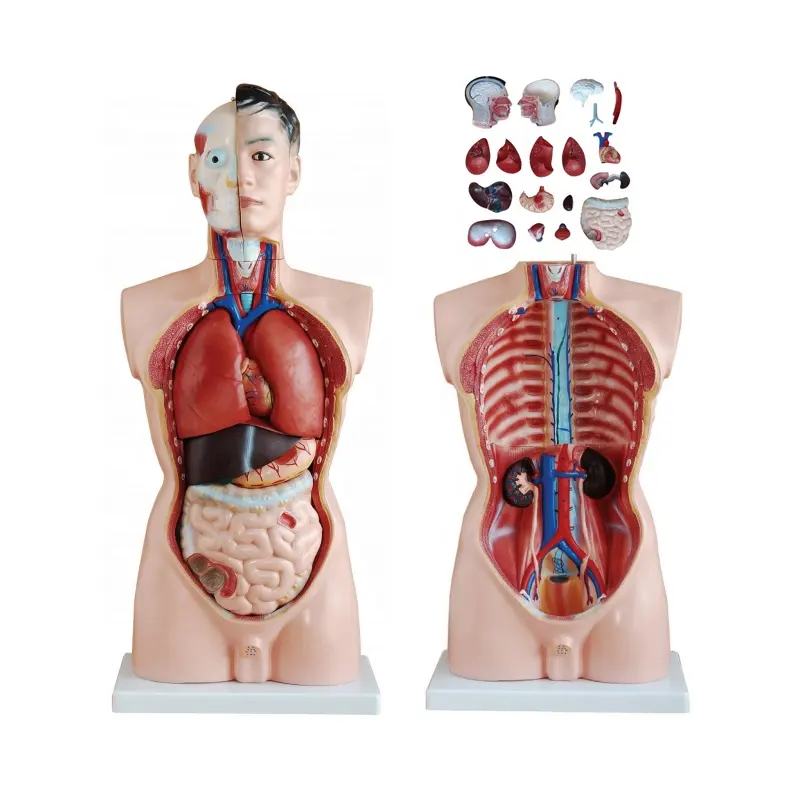 Medical Science Head Heart Whole Body Anatomy Education Model Plastic 173 180cm 3D Life-size Torso Human Skeleton Anatomy Model