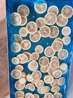 Lyophilisateur Commercial Multifonctionnel à Économie d'Énergie Contrôlé par PLC pour la Transformation Alimentaire, Aliments pour Animaux et Fruits