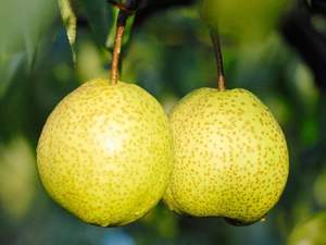 <span class=keywords><strong>Pera</strong></span> fresca Shandong, <span class=keywords><strong>pera</strong></span> fresca Ya, <span class=keywords><strong>fruta</strong></span> china de grado, <span class=keywords><strong>pera</strong></span> amarilla dulce y crujiente jugosa, madurez 100% - Product Image 2