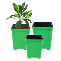 Vente en gros Semis de fleurs de pépinière de haute qualité pour plantes de jardin