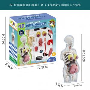 Modelo de Órganos Humanos Educativo para Niños XR, Juguete de Ciencia y Tecnología, Ensamblaje DIY, Cognición Temprana, STEAM, Juguete Médico Interno - Product Image 6