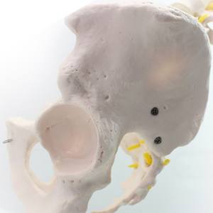 Modelo de Pelvis Femenina de Tamaño Real con 2 Vértebras Lombares, Demostración de la Estructura Pélvica y Enseñanza <span class=keywords><strong>del</strong></span> <span class=keywords><strong>Sistema</strong></span> Esquelético <span class=keywords><strong>Humano</strong></span> - Product Image 2
