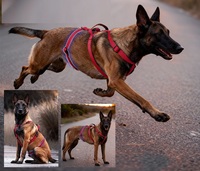 Nouveau Harnais pour Chien Anti-traction Robuste et Anti-explosion pour Grands Chiens, Sangle de Poitrine pour Animaux de Compagnie
