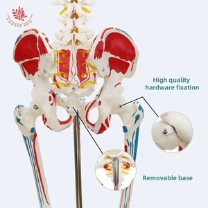 Modelo de músculo de color de cuerpo <span class=keywords><strong>entero</strong></span> <span class=keywords><strong>humano</strong></span>, modelo de <span class=keywords><strong>esqueleto</strong></span> de columna vertebral Flexible, modelo de <span class=keywords><strong>esqueleto</strong></span> <span class=keywords><strong>humano</strong></span> médico de enseñanza - Product Image 5
