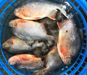 <span class=keywords><strong>Poisson</strong></span> <span class=keywords><strong>Pacu</strong></span> rouge congelé chinois de haute qualité Pomfret rouge congelé rond entier <span class=keywords><strong>poisson</strong></span> Pomfret rouge congelé - Product Image 3