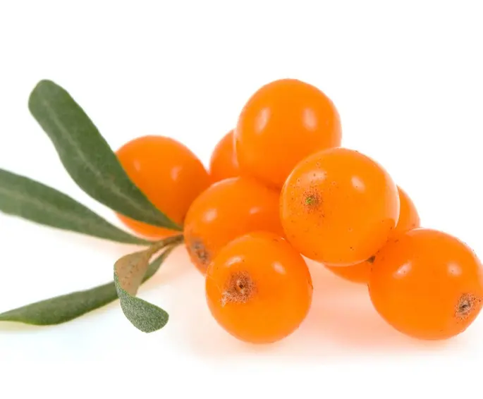 cold press sea buckthorn oil for capsule