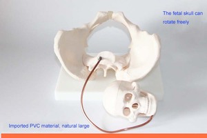 Mô Hình Xương Chậu Nữ Kích Thước Cuộc Sống Tập Luyện Điều Dưỡng Khoa Học Y Tế Giảng Dạy Giải Phẫu Người Với Hộp Sọ Em Bé Có Thể Tháo Rời - Product Image 6
