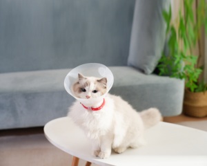 <span class=keywords><strong>Collar</strong></span> de recuperación isabelino de fábrica para mascotas <span class=keywords><strong>Collar</strong></span> protector para perros y gatos - Product Image 6