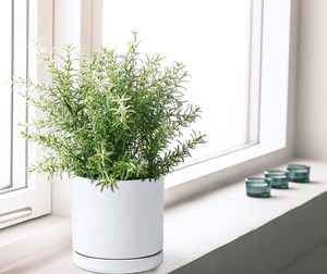 <span class=keywords><strong>Maceta</strong></span> de cerámica blanca para interiores de 6 pulgadas para plantas con orificio de drenaje y platillo <span class=keywords><strong>maceta</strong></span> de cerámica con bandejas para plantas - Product Image 5