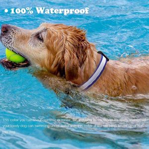 Großhandel USB Wiederaufladbares Wasserdichtes Leuchtendes Haustier-Sicherheitshalsband Verstellbares Aufleuchtendes Blinkendes Hunde-LED-Halsband - Product Image 5