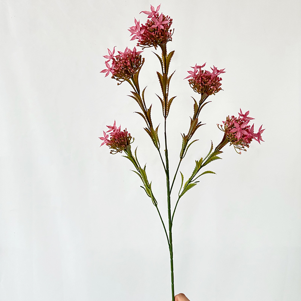 Orchidée des neiges Yuanbao (rose rouge)