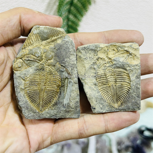 Un Par de Fósiles de Trilobites Coronocephalus, Especímenes Marinos del Silurio para Investigación Geológica, Exhibición Paleontológica de Escritorio - Product Image 1