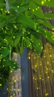 Projecteur de décoration jaune IP65, effet de rotation, lumière laser, éclairage de jardin, d'arbre, de pelouse, de cour, éclairage paysager