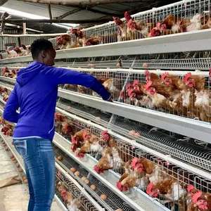 Cage à batterie neuve pour 1000 poulets Levage italien - Product Image 1