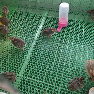 Hiện đại HDPE Gà Gia cầm trang trại sàn nhà máy nóng bán bảo vệ lưới Pallet - Product Image 1