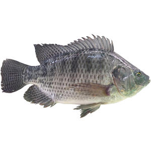 Tilapia Congelada Fresca de Alta Calidad de China, Pescado Congelado Barato - Product Image 1