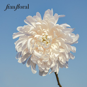 Flor Artificial <span class=keywords><strong>de</strong></span> Crisantemo Individual <span class=keywords><strong>de</strong></span> Alta Calidad, Realista y Moderna, Centro <span class=keywords><strong>de</strong></span> Mesa para San Valentín, Venta Caliente <span class=keywords><strong>de</strong></span> FONG IAN - Product Image 5