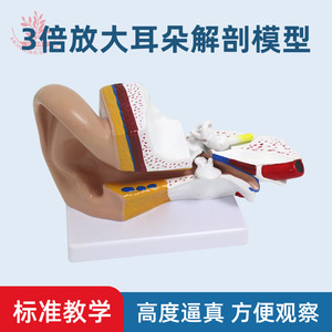 Modèle d'anatomie de l'oreille pour table ; modèle d'oreille humaine à grossissement 3x ; anatomie d'organe humain en 2 parties détachables. - Product Image 5