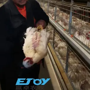 H Rahmen Batterie Huhn Geflügelfarm Fütterung ausrüstung Hühner haus