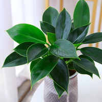 Plante verte à grandes feuilles, Pothos doré, Aglaonema, succulentes en pot, intérieur, simplicité moderne américaine, hydroponique, purificateur d'air efficace