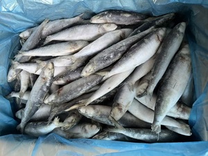 X26228 Sardine, poisson de fabrication, surgelé <span class=keywords><strong>en</strong></span> mer, meilleur prix, sardine à capture légère pour le marché, sardine surgelée IQF, 60-80 pièces - Product Image 5