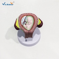 Modelo de Crecimiento Fetal Multietapa con Útero y Placenta, Ayuda de Entrenamiento Médico en Embriología para Escuelas de Obstetricia, CE/ISO/ROHS/CNAS