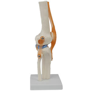 Modelo de articulación de rodilla humana, modelo artroscópico de esqueleto de articulación de rodilla - Product Image 3