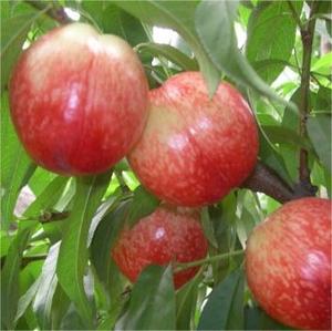 Chất lượng tốt nhất ngọt ngào và ngon ngọt tươi ngon thịt Trắng Đào Đào - Product Image 6