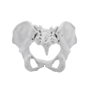 महिला श्रोणि हड्डी मॉडल, एनाटॉमी शिक्षण के लिए ठोस एक टुकड़ा संरचना-चिकित्सा ग्रेड Pvc - Product Image 6