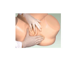 Modelo de Entrenamiento de Útero Simulado para Ciencias Médicas, Modelo Avanzado de Útero Embarazado, Modelo de Entrenamiento de Enfermería para Embarazadas - Product Image 5