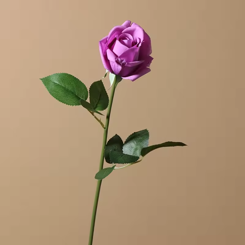 Pourpre