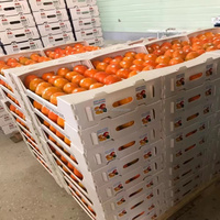 PP holle gevouwen fruitdoos, op maat gemaakte PP golfkartonnen doos, plukbakken verpakking voor sinaasappels, appels, drakenvruchten en groenten