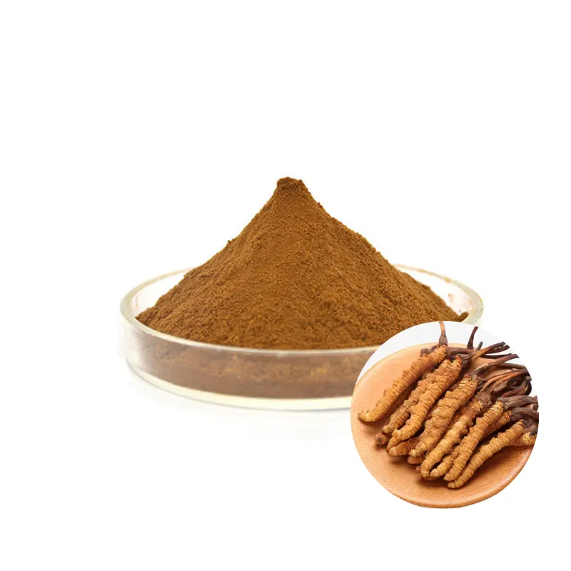 Meilleure vente Cordyceps Sinensis Extrait de qualité alimentaire Organique Naturel Cordyceps Extrait poudre