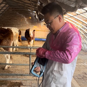<span class=keywords><strong>BTS</strong></span> 50 pièces/1 sac pour insémination accrocher cou PE Flexible doux vétérinaire gant jetable bétail vache cheval Animal et vétérinaire - Product Image 5