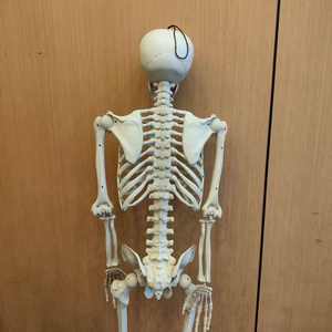 Décorations de crâne pour Halloween en plein air, 153 cm, squelette humain réaliste grandeur nature, articulations mobiles, adulte - Product Image 1