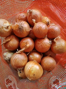 Oignons frais naturels jaunes / rouges à peau, qualité supérieure, fournisseur d'oignons frais, marque optimale, <span class=keywords><strong>prix</strong></span> de gros d'usine, exportateur - Product Image 6