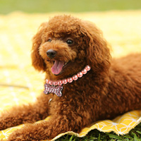 Colliers pour animaux de compagnie en plastique de style chinois à la mode, colliers pour petits chiens et chats, accessoires pour animaux de compagnie à nœud papillon mignons les plus vendus, toutes saisons