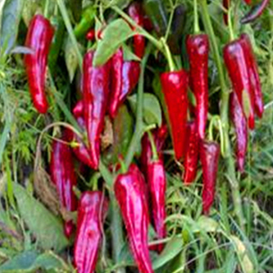 Venta al por mayor Mejor precio Chili fresco congelado picante Red Hot Chili Pepper al por mayor Hecho en Vietnam Jinta Chili Red Chilli Jinta - Product Image 2