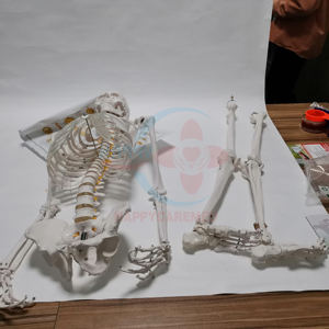 Modelo de anatomía <span class=keywords><strong>del</strong></span> <span class=keywords><strong>esqueleto</strong></span> <span class=keywords><strong>humano</strong></span>, modelo de anatomía - Product Image 3