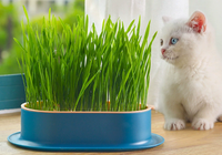 Boîte à herbe pour chat détachable et lavable, pot auto-plantant hydroponique sans terre, friandise pour chat pour l'élimination des boules de poils, fournitures pour animaux de compagnie