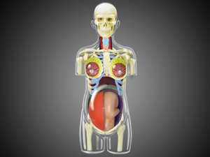 4D <span class=keywords><strong>MASTER</strong></span> Mô Hình Giải Phẫu Cơ Thể Con Người Trong Suốt Đồ Chơi Giáo Dục DIY Đồ Chơi - Product Image 6